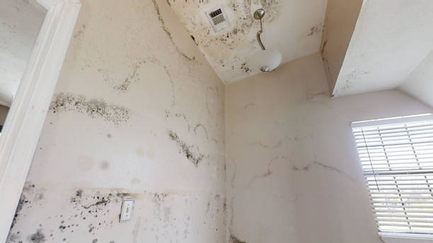Best Asbestos and Lead Testing During Mold Inspection  in Preston, MN