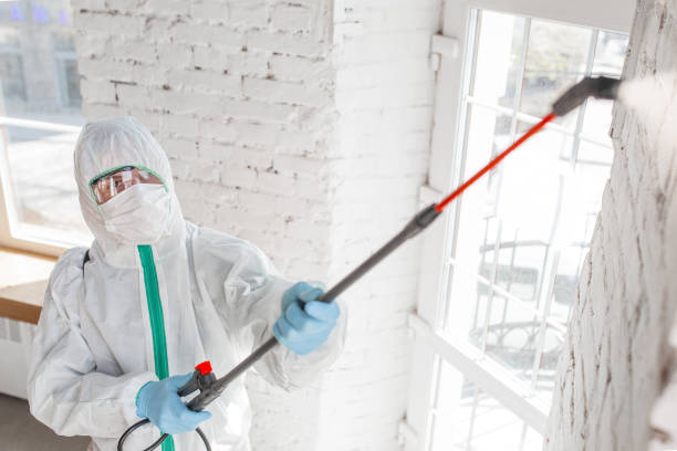 Best Real Estate Mold Inspection  in Preston, MN