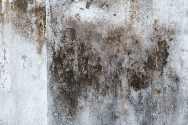 Best HVAC Mold Inspection and Cleaning  in Preston, MN