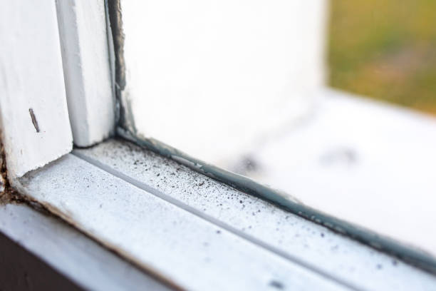Best Biohazard Mold Removal  in Preston, MN