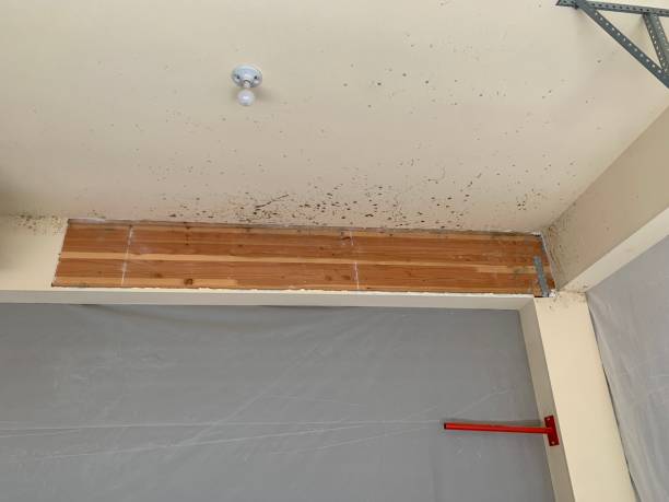 Best Mold Remediation for Rental Properties  in Preston, MN