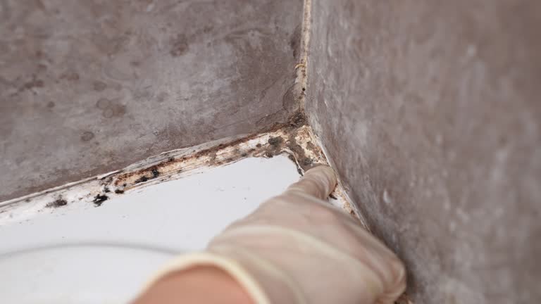 Best Airborne Mold Testing  in Preston, MN